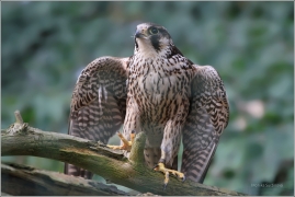 <p>SOKOL STĚHOVAVÝ (Falco peregrinus) /Peregrine falcon - Wanderfalke/</p>